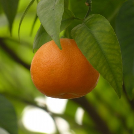 Mandarinier Satsuma