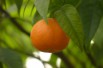 Mandarinier Satsuma