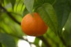 Satsuma mandarin