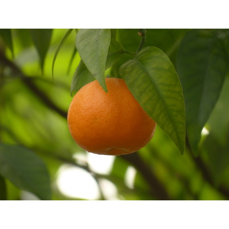 Mandarinier Satsuma Citrus unshiu