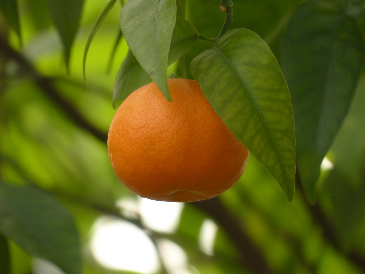 Satsuma mandarin - Citrus unshiu