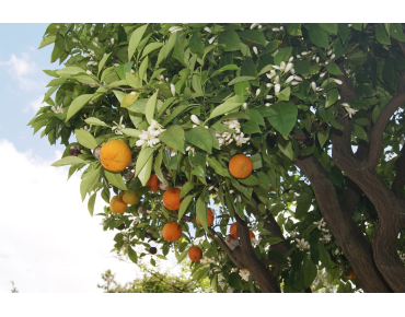 Satsuma mandarin