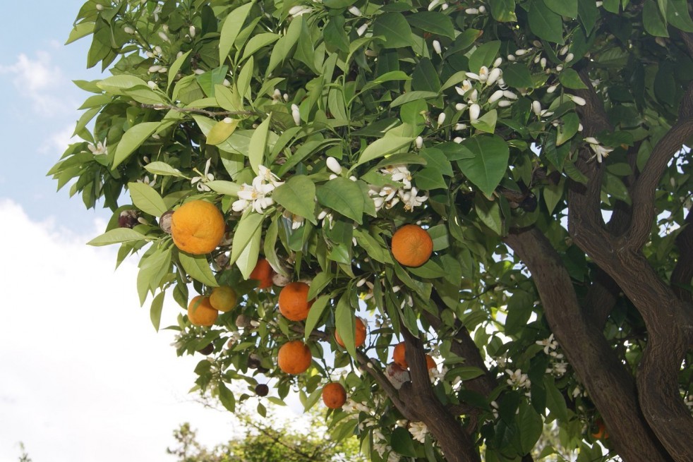 Satsuma mandarin