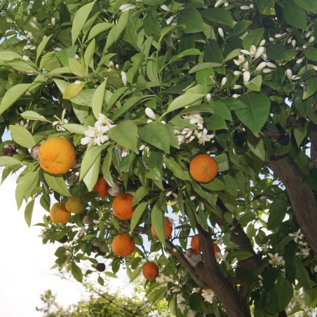Satsuma-mandarijnboom