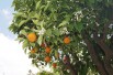 Mandarinier Satsuma