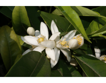Satsuma mandarin