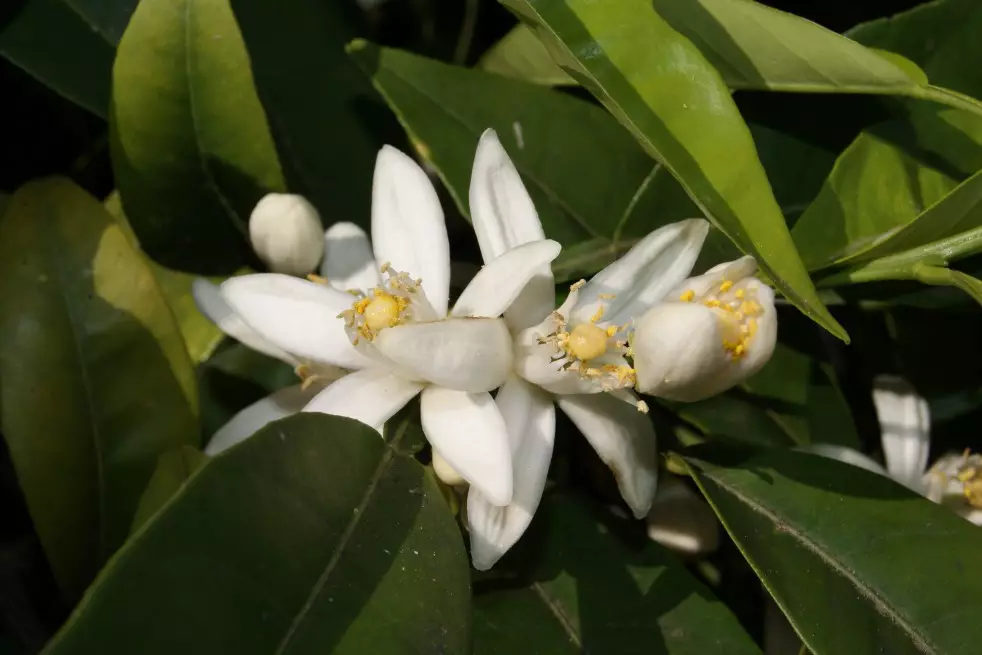 Mandarinier Satsuma