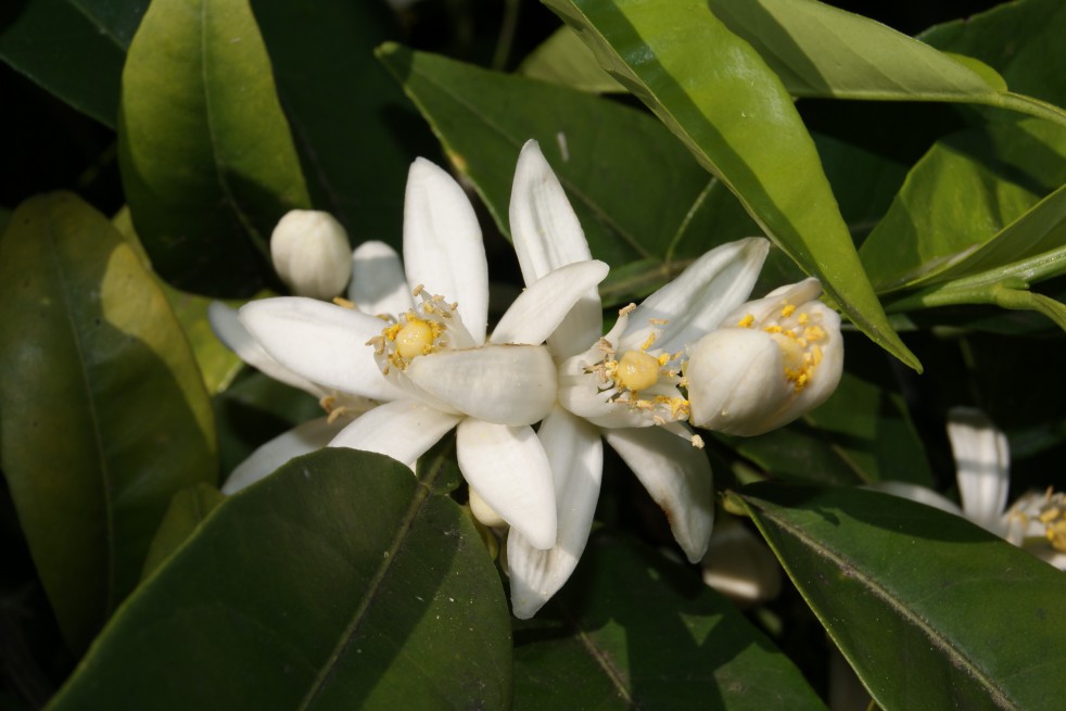 Satsuma-mandarijnboom Satsuma-mandarijnboom