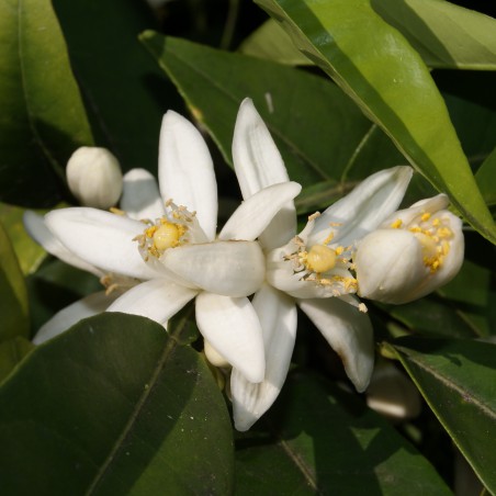Satsuma mandarin