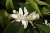 Mandarinier Satsuma