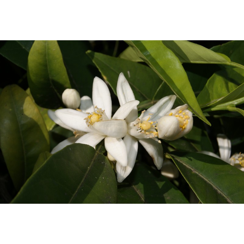 Mandarinier Satsuma Citrus unshiu