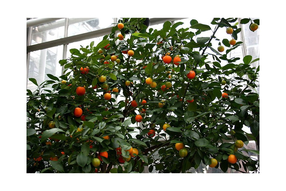Oranger nain - Calamondin (Cody Hough, CC BY-SA 3.0 , via Wikimedia Commons)