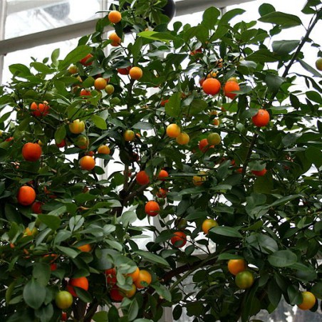 Oranger nain - Calamondin (Cody Hough, CC BY-SA 3.0 , via Wikimedia Commons)