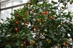 Oranger nain - Calamondin (Cody Hough, CC BY-SA 3.0 , via Wikimedia Commons)