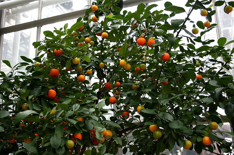 Oranger nain - Calamondin
