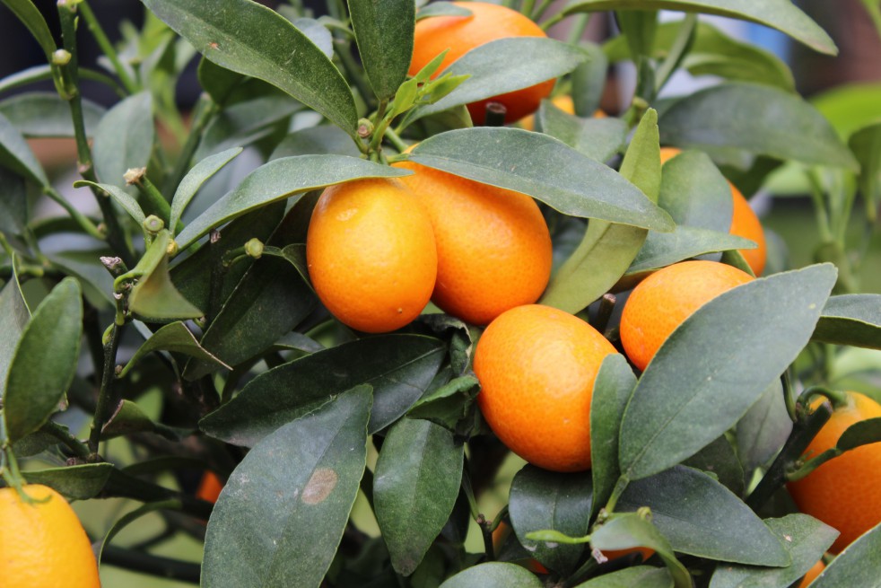 Oranger nain - Calamondin