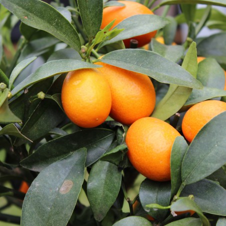 Oranger nain - Calamondin