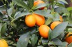 Oranger nain - Calamondin Oranger nain - Calamondin