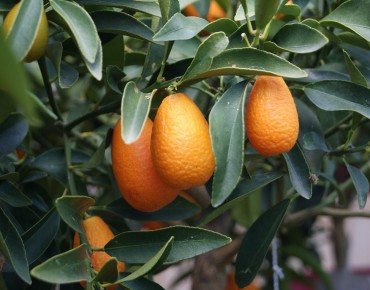 Oval Kumquat