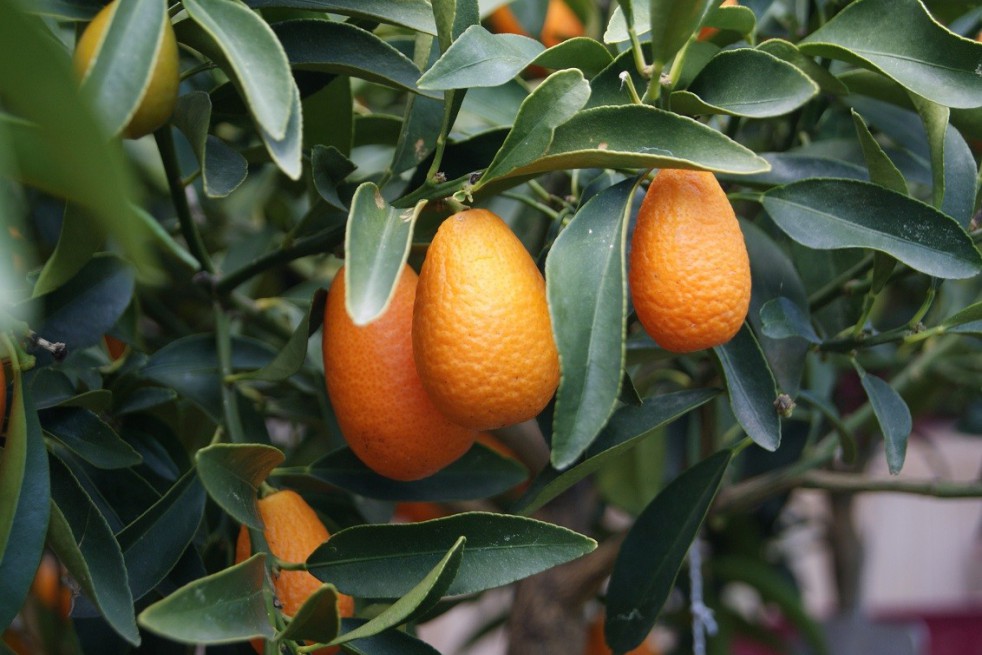 Kumquat à fruits ovales