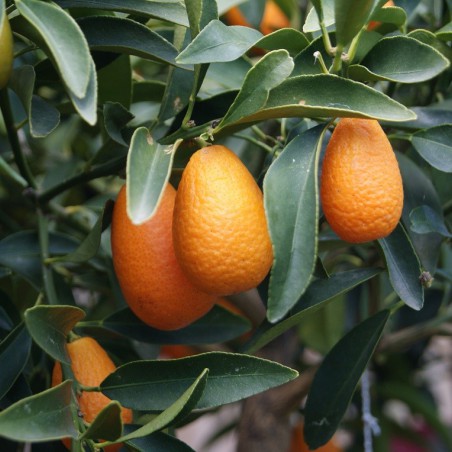 Kumquat à fruits ovales