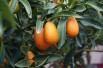 Kumquat à fruits ovales
