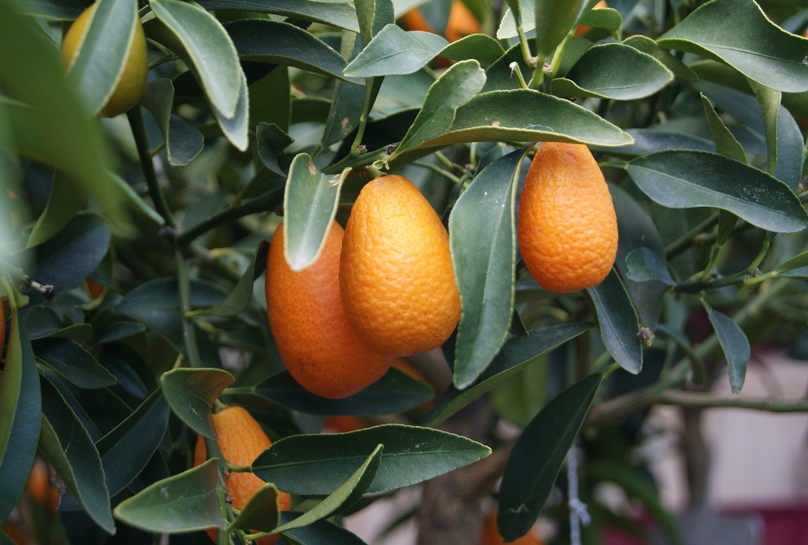 Oval Kumquat