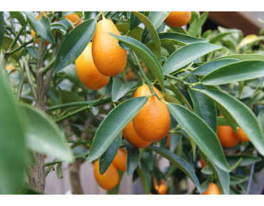 Oval Kumquat