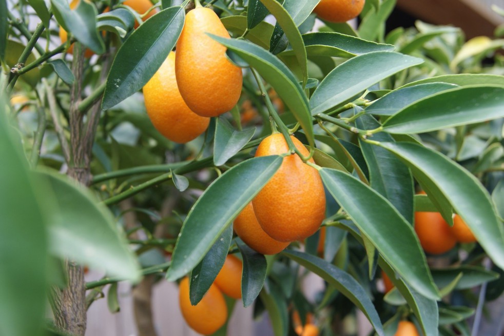 Chinese kumquat