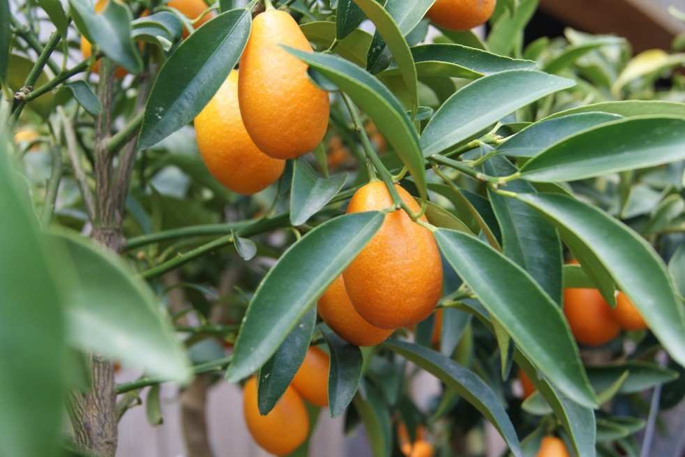 Oval Kumquat