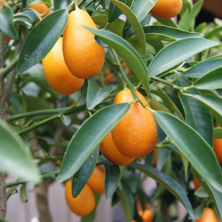 Kumquat à fruits ovales