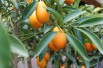 Kumquat à fruits ovales