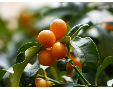 Oval Kumquat