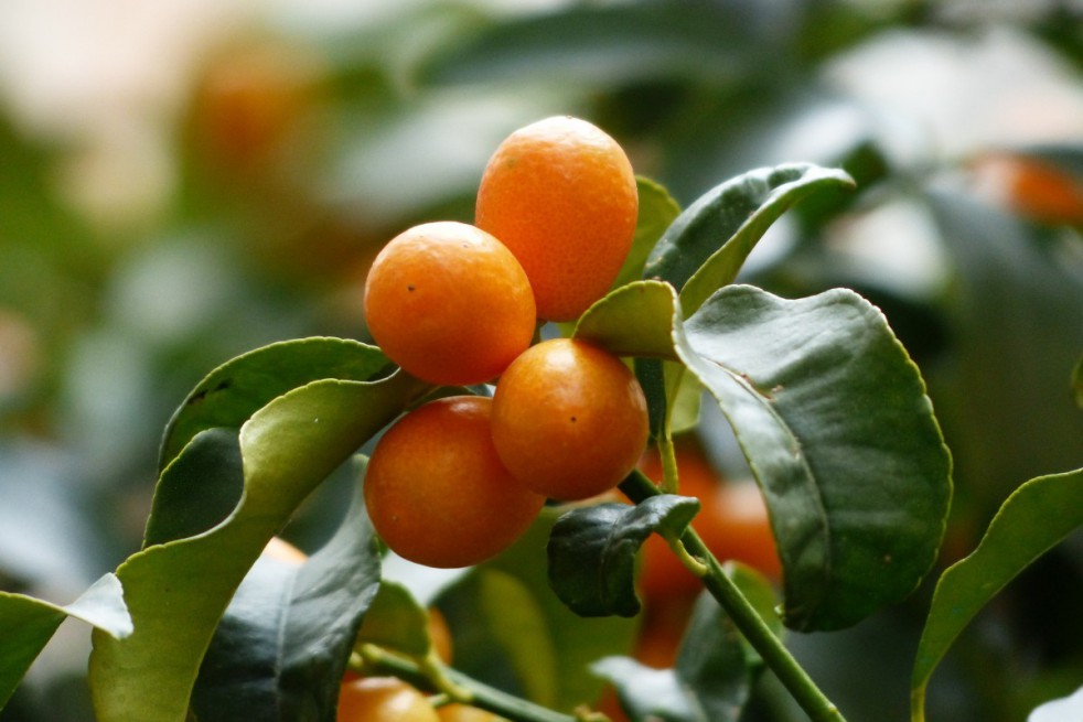 Kumquat à fruits ovales