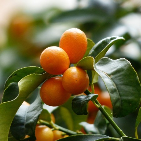 Oval Kumquat