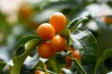 Chinese kumquat
