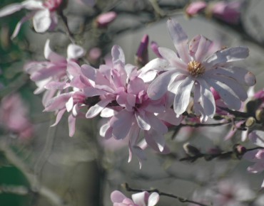 Magnolia étoilé rose