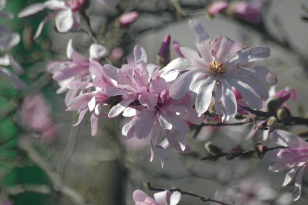 Magnolia étoilé rose