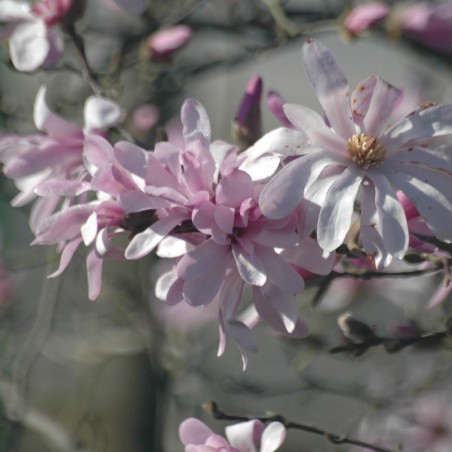 Magnolia étoilé rose