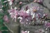 Pink star magnolia