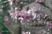 Magnolia étoilé rose