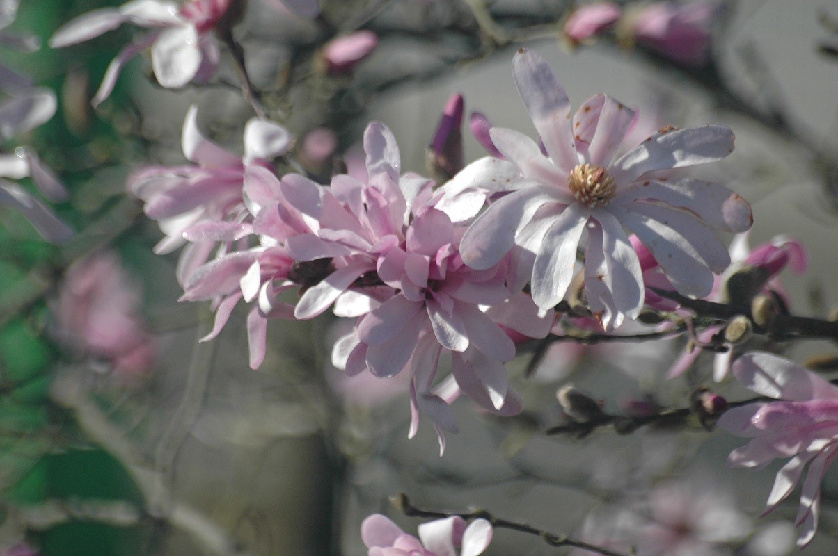 Pink star magnolia