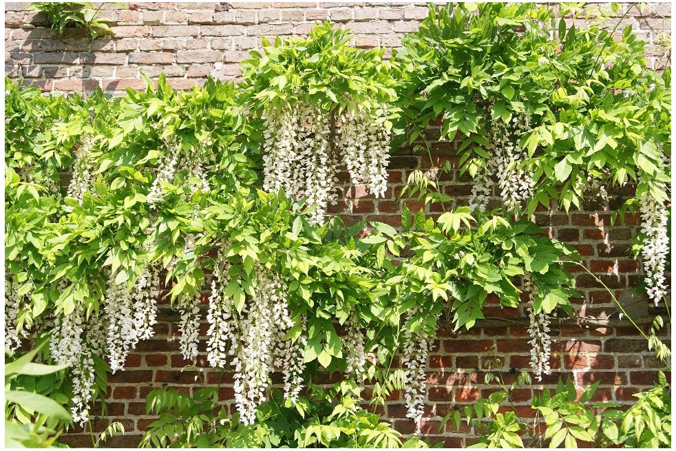 White chinese wisteria
