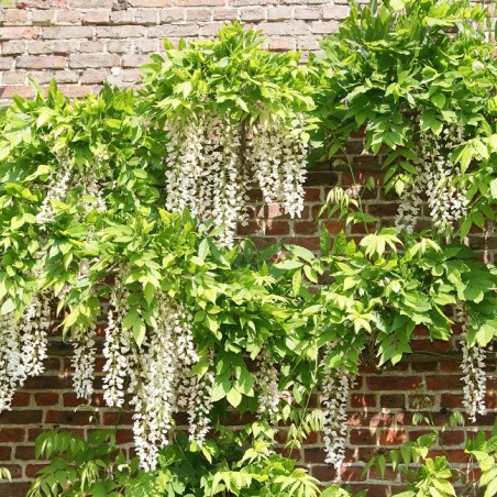 Glycine de Chine blanche