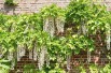 White chinese wisteria