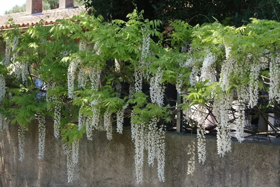 Glycine de Chine blanche