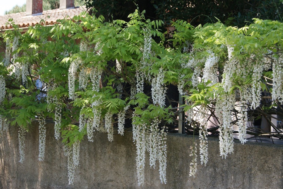 White chinese wisteria