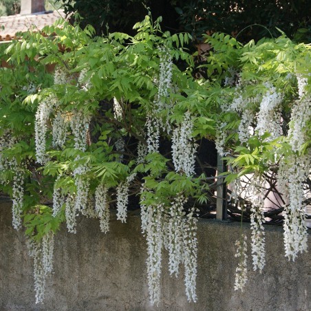 Glycine de Chine blanche