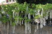White chinese wisteria
