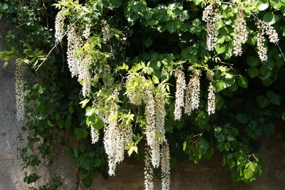 White chinese wisteria